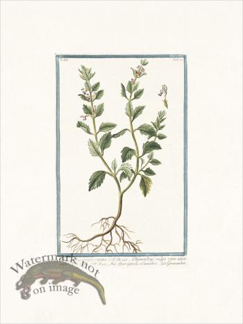 Bonelli 288 Germander